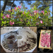 DIY Magnolia Tea — Studio-Unicps